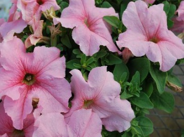 Петуния крупноцветковая (генетически компактная) (Petunia grandiflora)