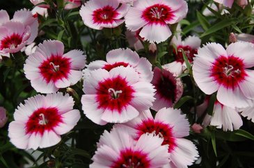 Гвоздика китайская (Dianthus chinensis)