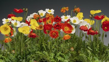 Мак голостебельный (Papaver nudicaule)
