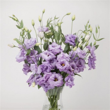 Лизиантус (Эустома) крупноцветковый (Lisianthus grandiflorum)