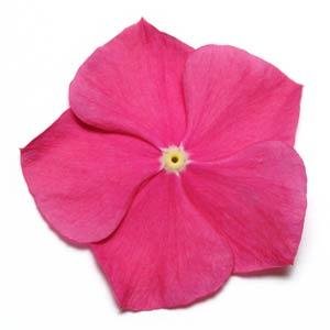 Катарантус розовый (Vinca rosea)