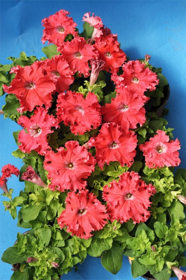 Петуния крупноцветковая (Чехия) бахромчатая (Petunia grandiflora)