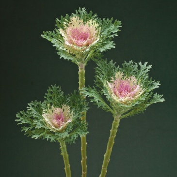 Декоративная капуста (Brassica oleracea)