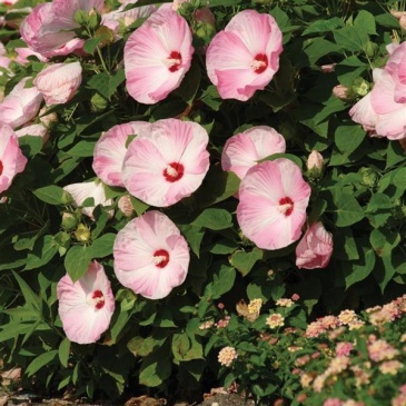 Гибискус мускусный (Hibiscus moscheutos)