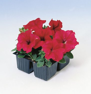 Петуния крупноцветковая (Petunia grandiflora)