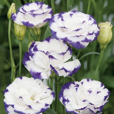 Лизиантус (Эустома) крупноцветковый (Lisianthus grandiflorum)