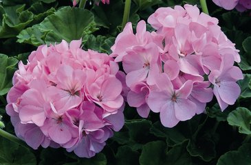 Герань (пеларгония садовая) (Pelargonium x hortorum)
