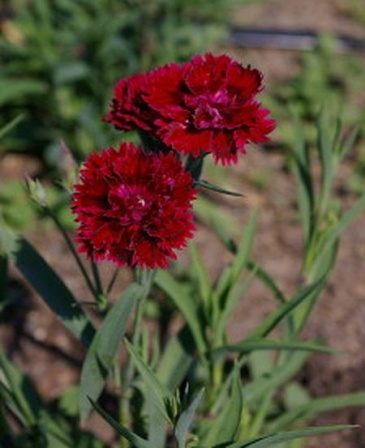 Гвоздика гибридная (Dianthus hybrida)