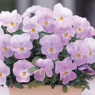 Виола рогатая (Viola cornuta)