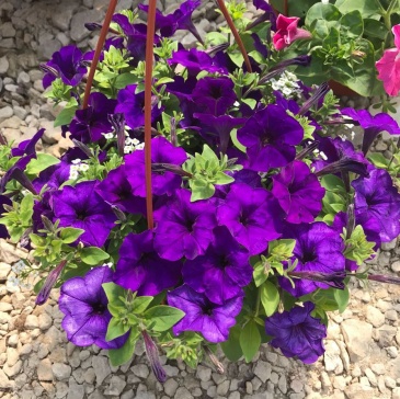 Петуния ампельная гибридная (Petunia x hybrida)