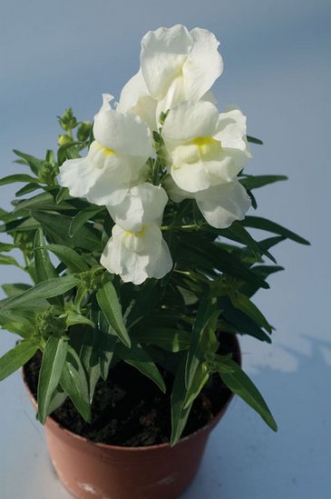Львиный зев (Антирринум) большой (Antirrhinum majus)