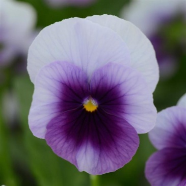 Виола рогатая (Viola cornuta)