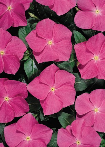 Катарантус розовый (Vinca rosea)