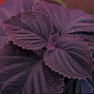 Колеус Блюме (Coleus blumei)