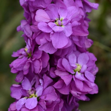 Левкой седой (Matthiola incana) Левкой седой (Matthiola incana)