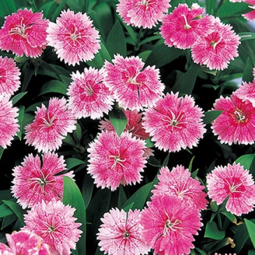 Гвоздика китайская х турецкая (Dianthus chinensis x barbatus)