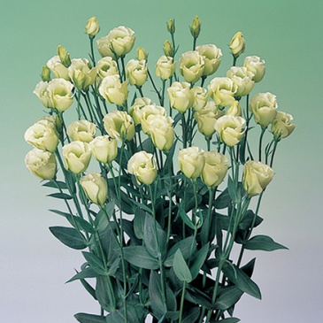 Лизиантус (Эустома) крупноцветковый (Lisianthus grandiflorum)