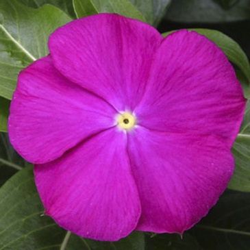 Катарантус розовый (Vinca rosea)