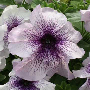 Петуния крупноцветковая (Petunia grandiflora)