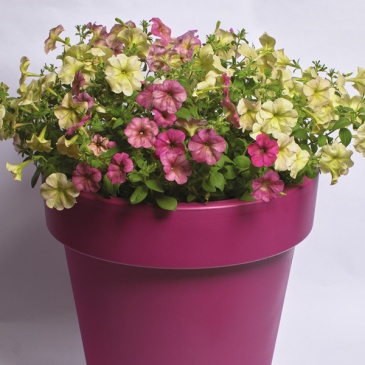 Петуния многоцветковая (Чехия) (Petunia multiflora) Петуния многоцветковая (Чехия) (Petunia multiflora)