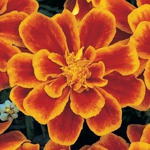 Бархатцы отклоненные (Tagetes patula)