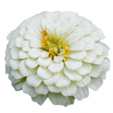 Цинния изящная (Zinnia elegans)