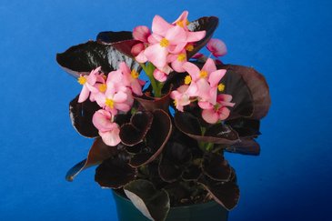 Бегония вечноцветущая (бронзовая листва) (Begonia semperflorens)
