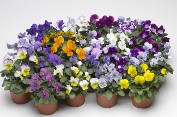 Виола рогатая (Viola cornuta)