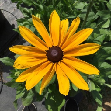 Рудбекия волосистая (Rudbeckia hirta) Рудбекия волосистая (Rudbeckia hirta)