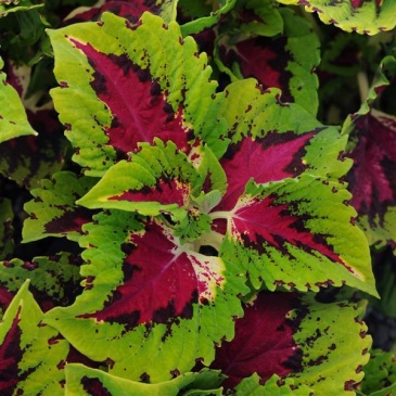 Колеус гибридный (Coleus х hybrida)