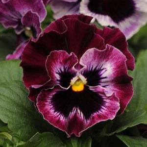 Виола виттрока махровая (Viola wittrockiana)