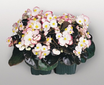 Бегония вечноцветущая (бронзовая листва) (Begonia semperflorens)
