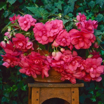 Бегония клубневая махровая ампельная (Begonia tuberhybrida)