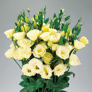 Лизиантус (Эустома) крупноцветковый (Lisianthus grandiflorum)