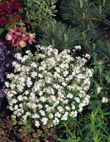 Незабудка лесная (Myosotis sylvatica)