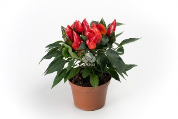 Перец летний (Capsicum annuum)