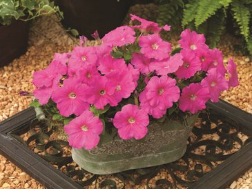 Петуния многоцветковая (Petunia multiflora)