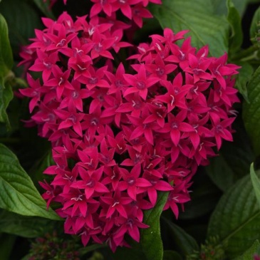 Пентас ланцетовидный (Pentas lanceolata)