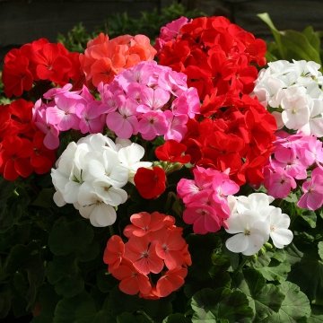 Герань (пеларгония садовая) (Pelargonium x hortorum)