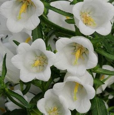 Колокольчик средний (Campanula medium)