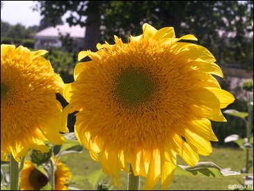 Подсолнечник летний (Helianthus annuus)