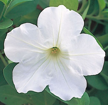 Петуния ампельная гибридная (Petunia х hybrida)