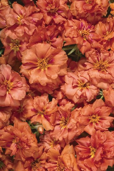 Портулак крупноцветковый (Portulaca grandiflora)