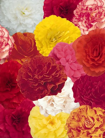 Бегония клубневая махровая (Begonia tuberhybrida)