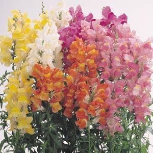 Львиный зев (Антирринум) большой (Antirrhinum majus)