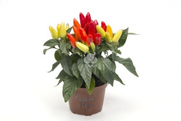 Перец летний (Capsicum annuum)