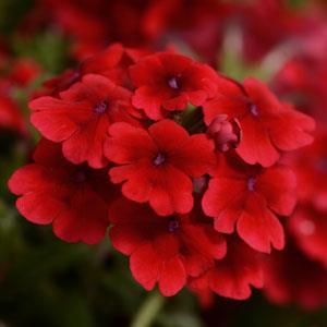 Вербена гибридная (Verbena hybrida)