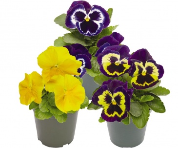 Виола виттрока (Viola wittrockiana)