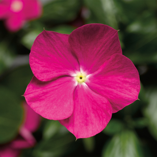 Катарантус розовый ампельный (Vinca rosea)