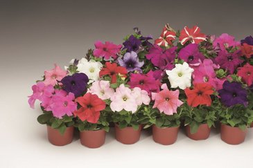 Петуния крупноцветковая (Petunia grandiflora)